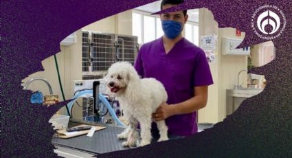 Este es el hospital que ofrece cirugías para tu perrito y gatito a bajo costo