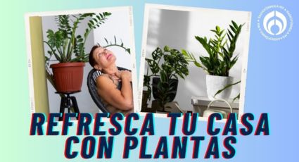 Las 5 plantas que más refrescan tu hogar en época de calor