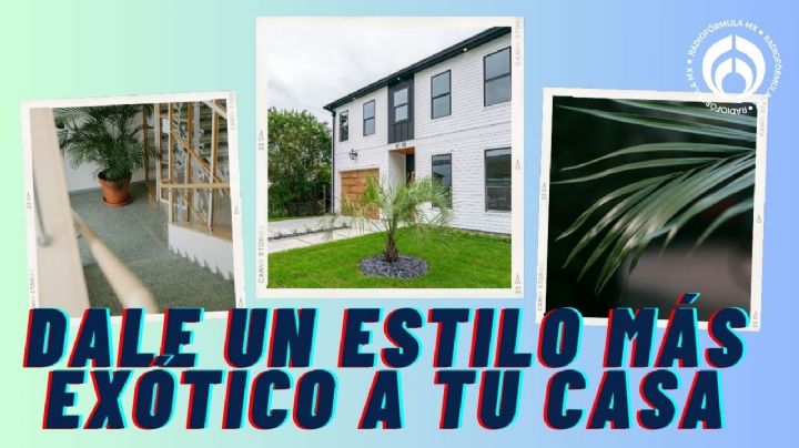 ¿Cómo puedes plantar una palmera en casa?