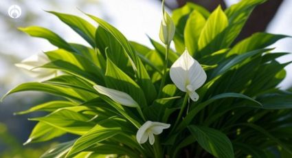 El secreto de jardineros para que tu Cuna de Moisés estalle de flores y acabar con las hojas amarillas