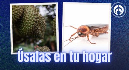 Cucarachas: las dos frutas para ahuyentarlas definitivamente sin usar veneno ni insecticidas