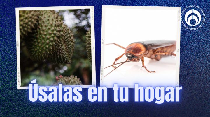 Cucarachas: las dos frutas para ahuyentarlas definitivamente sin usar veneno ni insecticidas