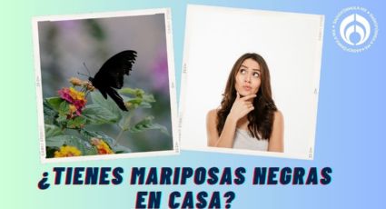 Qué significa que aparezca una mariposa negra en tu casa