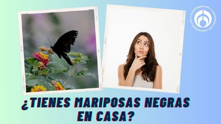 Qué significa que aparezca una mariposa negra en tu casa