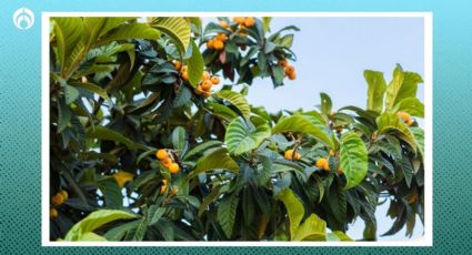 El árbol frutal que no hace basura, da mucha sombra y no rompe banquetas