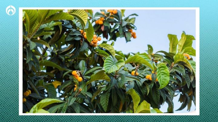 El árbol frutal que no hace basura, da mucha sombra y no rompe banquetas