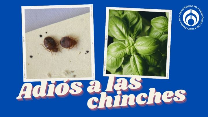 Chinches: la hierba que las ahuyenta y seguro tienes en tu cocina; sólo debes hervirla