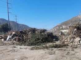 Poda de árboles en Gómez Palacio: ¿Dónde se ubica el centro de acopio de residuo?