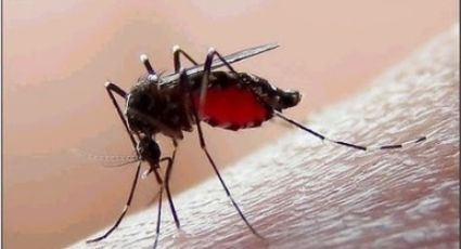 Tampico registra un repunte de casos de dengue fuera de temporada de lluvias