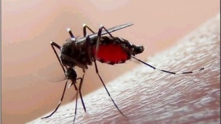 Tampico registra un repunte de casos de dengue fuera de temporada de lluvias