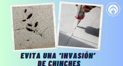 Chinches: con estos productos puedes sellar tu casa y evitar una 'invasión'