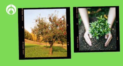 El árbol que puedes plantar en casa porque no daña banquetas y da frutas deliciosas