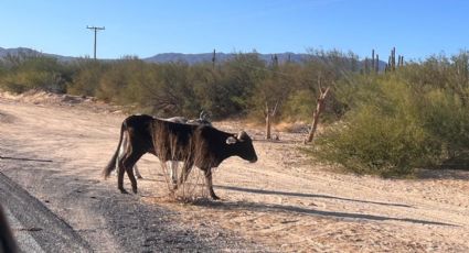 Rancheros de BCS piden declaratoria de desastre y apoyo del gobierno tras pérdida de ganado