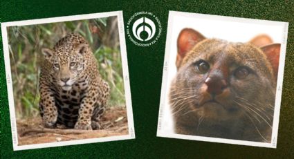 ¿Jaguar o jaguarundi? Depredador estaría asesinando ganado de Monte Alto en Veracruz