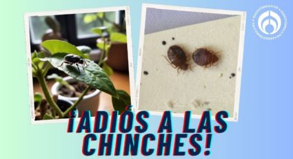 Chinches: la planta que las atrapa con sus hojas y ayuda a controlar plagas