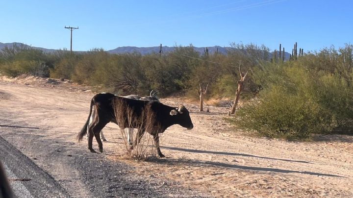 Rancheros de BCS piden declaratoria de desastre y apoyo del gobierno tras pérdida de ganado