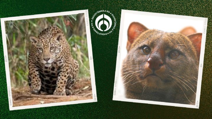 ¿Jaguar o jaguarundi? Depredador estaría asesinando ganado de Monte Alto en Veracruz