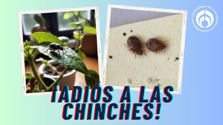 Chinches: la planta que las atrapa con sus hojas y ayuda a controlar plagas