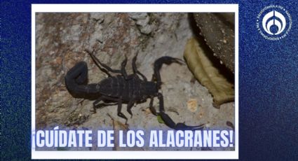 Temporada de alacranes 2025: así puedes evitar que te piquen