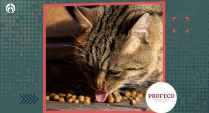 Las croquetas más baratas y con aval de Profeco si tu gatito está pasado de peso