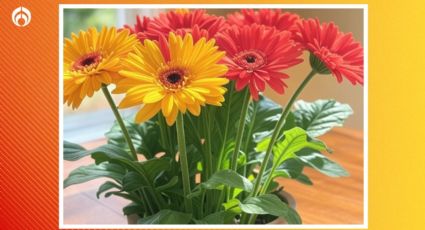 La forma correcta de cuidar las gerberas en maceta y que estallen de flores en primavera