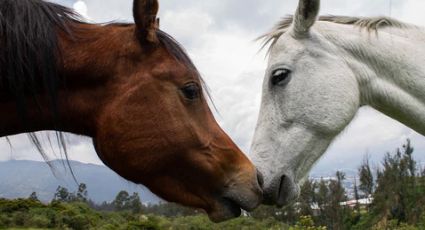 ¡Equinos con derechos! Proponen padrón para garantizar el bienestar de los animales de carga