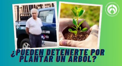 ¿Te pueden detener si plantas un árbol en la banqueta de tu casa? Esto dice la ley