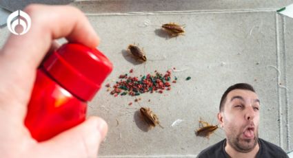 Este el mejor insecticida para matar cucarachas, según la IA