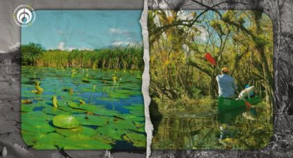 El Corchal, rincón secreto en Quintana Roo: una aventura entre humedales y biodiversidad