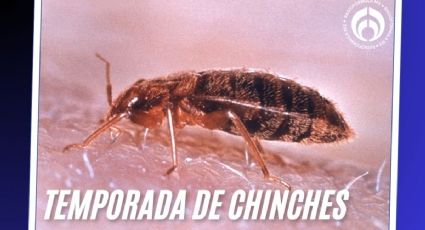 Temporada de chinches 2025: ¿cuándo empieza en México y qué cosas las atrae a las casas?