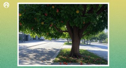 El árbol frutal que tiene poca raíz, no rompe banquetas y da mucha sombra