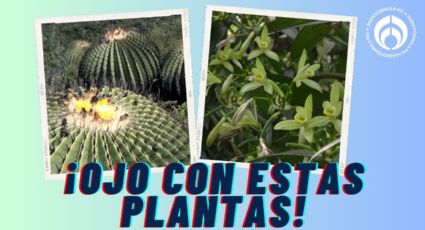 ¡No las tengas en tu jardín! 6 plantas por las que te puede caer una ‘multota’ en México