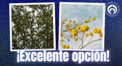 El árbol que no levanta banquetas y lucirá flores hermosas todo el año