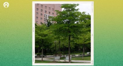 El árbol que crece más rápido en tu casa para tener buena sombra y una copa frondosa y hermosa