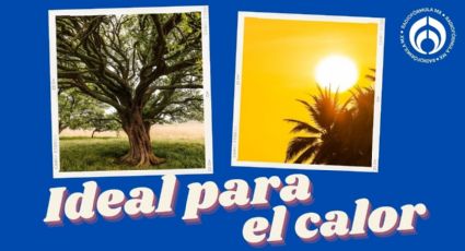 El árbol con mucha sombra y que florece en marzo, ideal para la Canícula 2025