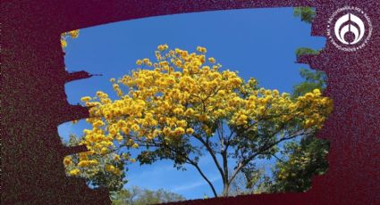 ¿Cuál es el mejor árbol para plantar en tu banqueta sin dañarla y te dé mucha sombra en este 2025?