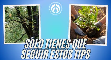 El truco de jardineros para plantar tu árbol y crezca más rápido; no dañará banquetas y dará sombra