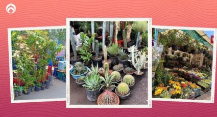 El mercado de plantas de la CDMX que vende árboles para plantar en las banquetas; está recomendadísimo