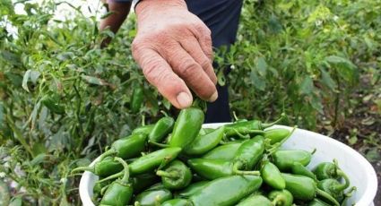 Cebolla da respiro a productores de chile tras sobreproducción en Altamira