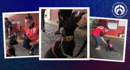 ¡Saca la 'garra' Ónix! Así se prepara un cachorro de 3 meses para ser rescatista de la Cruz Roja