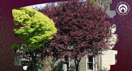 Para la onda de calor: este es el árbol que da la mejor sombra y no ensucia el jardín