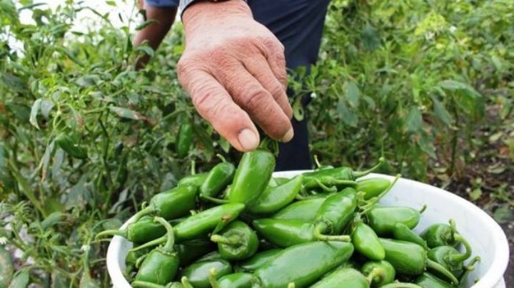 Cebolla da respiro a productores de chile tras sobreproducción en Altamira