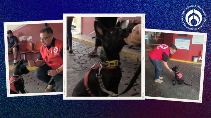 ¡Saca la 'garra' Ónix! Así se prepara un cachorro de 3 meses para ser rescatista de la Cruz Roja