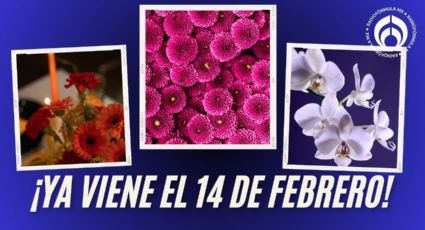 Estas son las flores que más te durarán para que regales este 14 de febrero