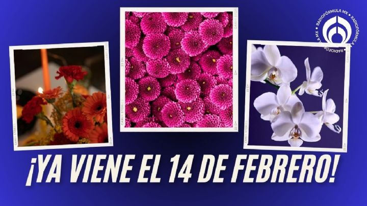 Estas son las flores que más te durarán para que regales este 14 de febrero