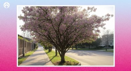 El precioso árbol que da mucha sombra, no rompe banquetas y soporta la contaminación